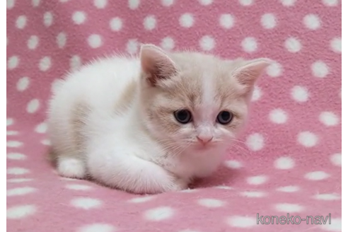 成約済の愛知県のスコティッシュフォールド-86127の3枚目